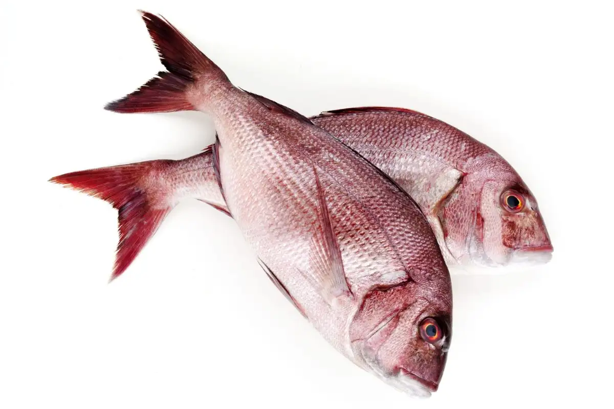 DORADE ROSE 5KG