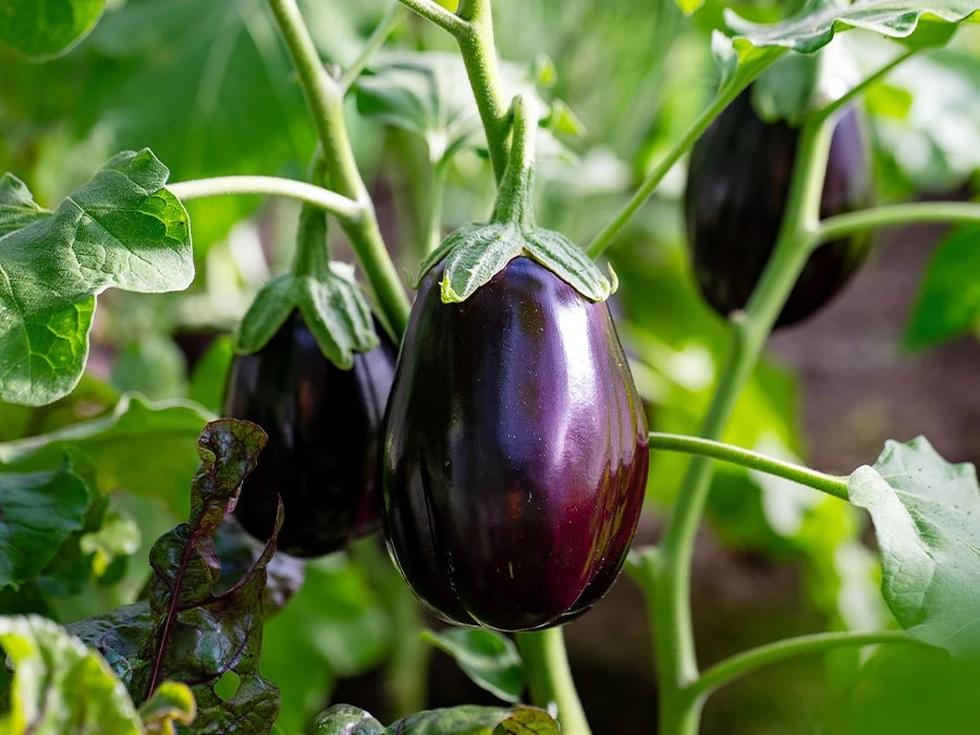AUBERGINE 1 KG