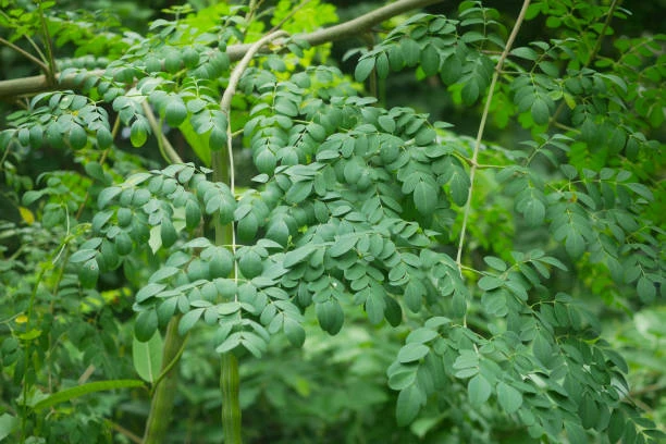 FEUILLE DE MORINGA 1KG