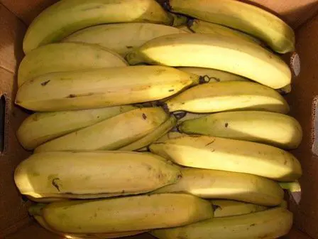 PLANTAIN JAUNE 22KG